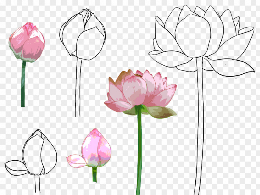 Hand-painted Lotus Nelumbo Nucifera PNG