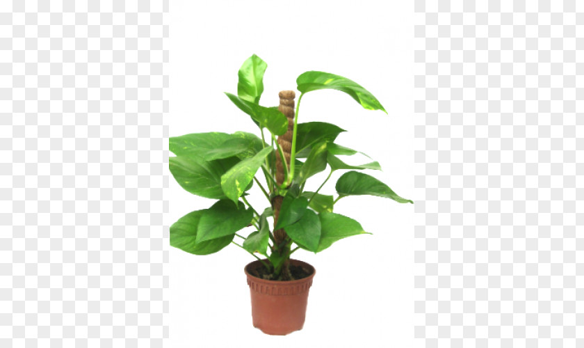 Plant Devil's Ivy Houseplant Money Vine PNG