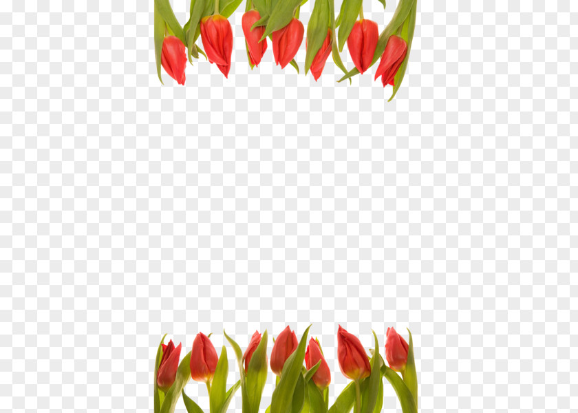 Tulip Cut Flowers Floral Design Flower Bouquet PNG
