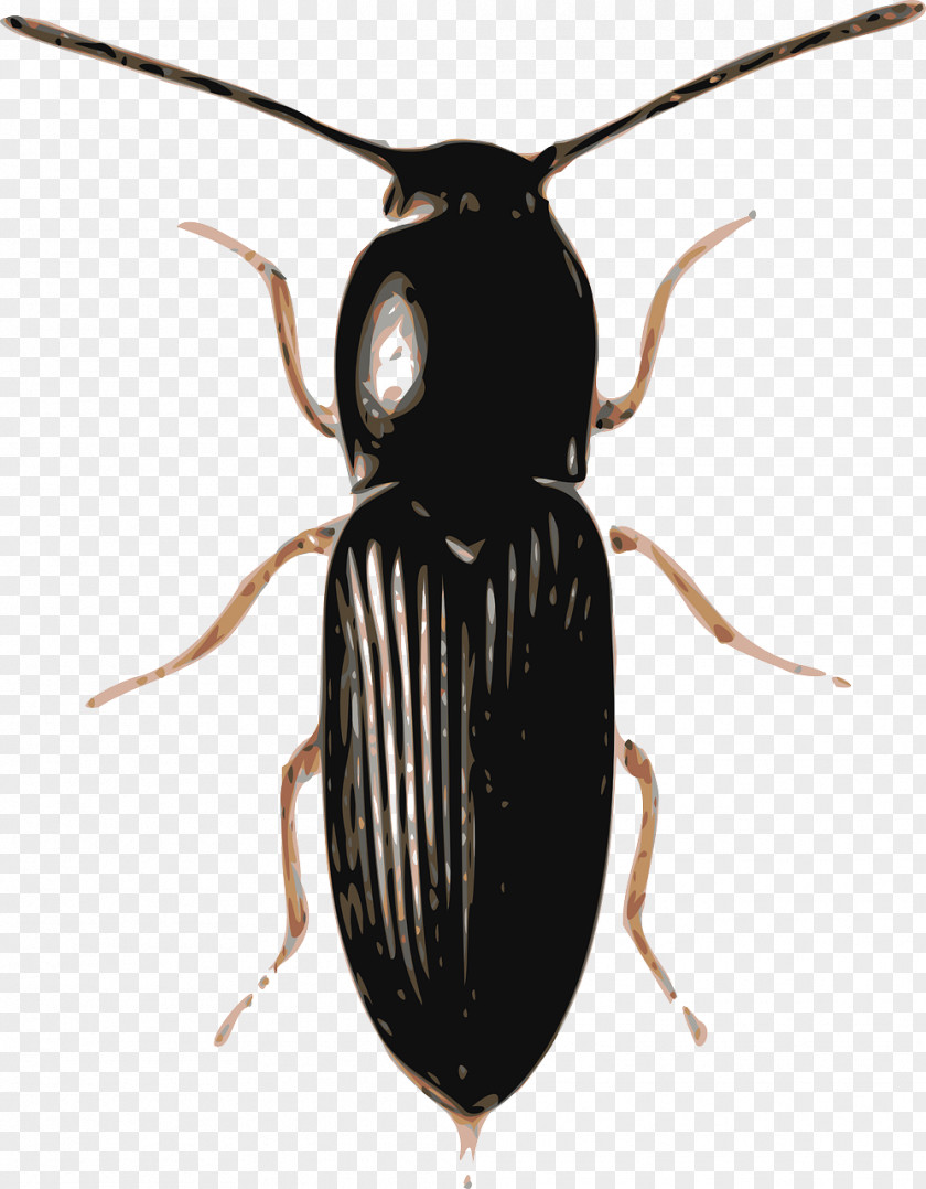 Black Beetle Clip Art PNG