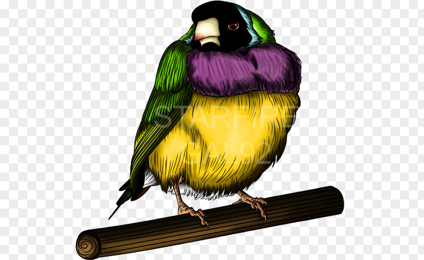 Parrot Finches TeePublic Gouldian Finch Art PNG