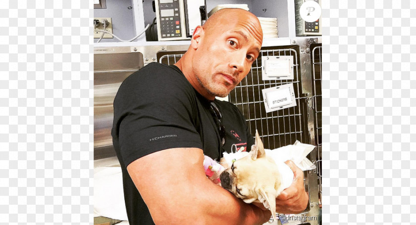 Dwayne Johnson French Bulldog The Rock Says-- : Most Electrifying Man In Sports-entertainment Puppy Death PNG