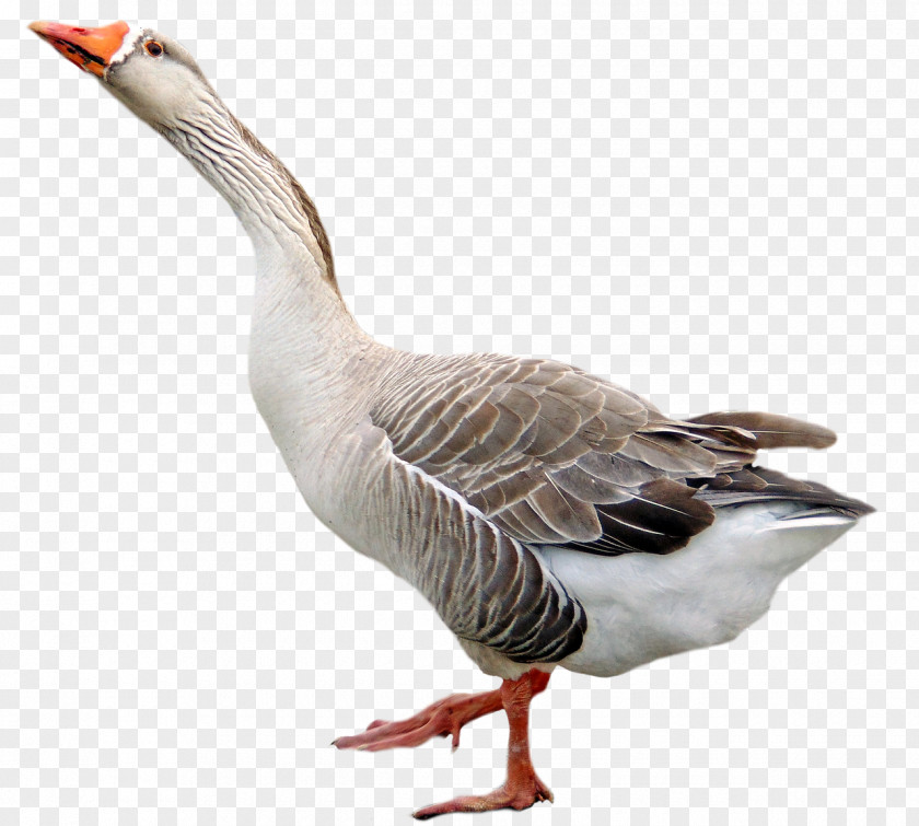 Poultry Goose Bird PNG