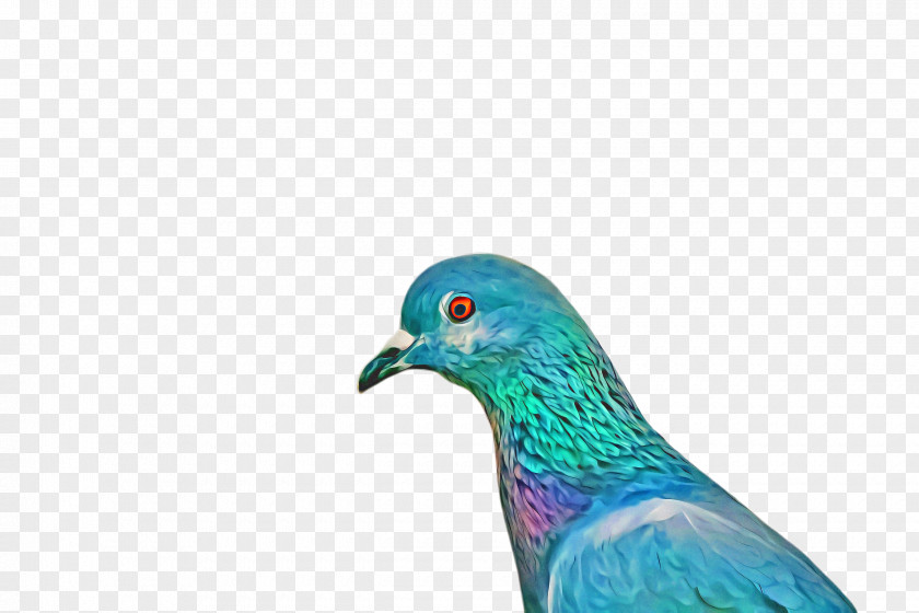 Rock Dove Pigeons And Doves Bird PNG