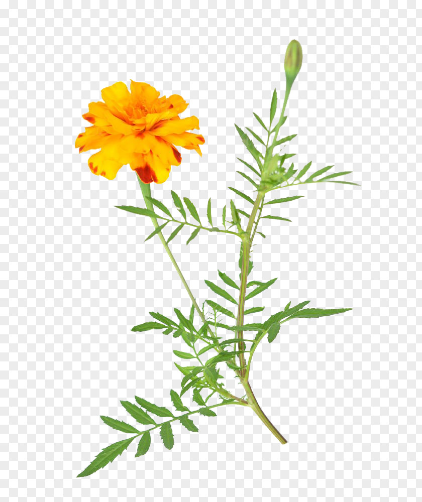 African Marigold Free Download Mexican Flower Stock Photography Dahlia PNG