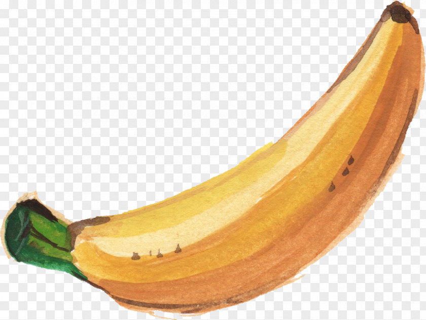 Banana Leaf Watercolor Painting PNG