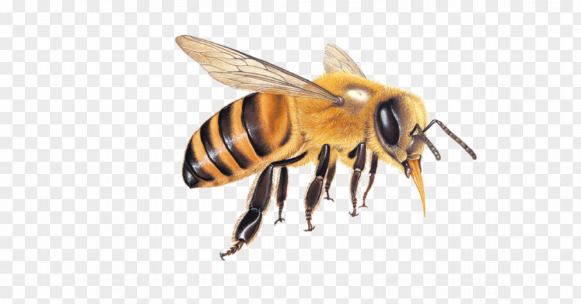 Bee Honey Hornet Queen PNG