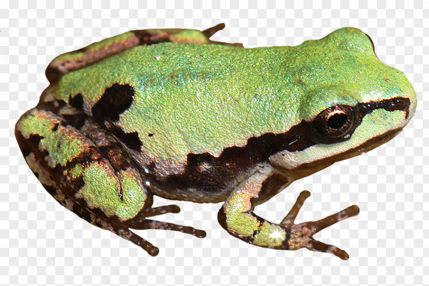 Frog American Bullfrog Tree Toad Clip Art PNG
