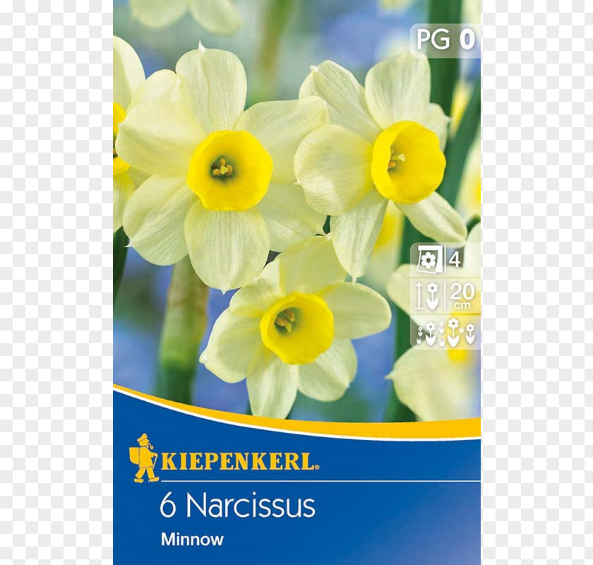 Narcissus Yellow Bunch-flowered Daffodil Petal Flora PNG
