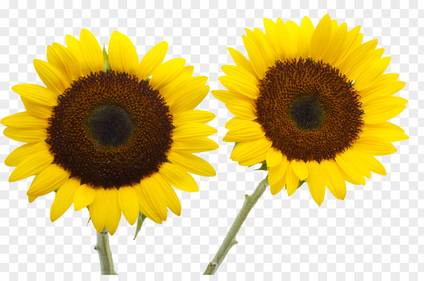 Sunflower Two Cut Sunflowers Common Petal Yellow PNG