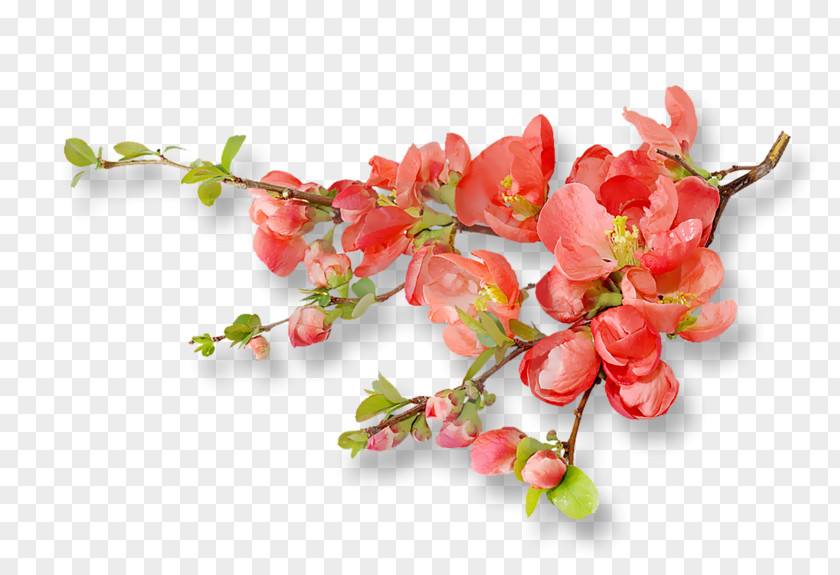 Cherry Blossom Orange Flower PNG