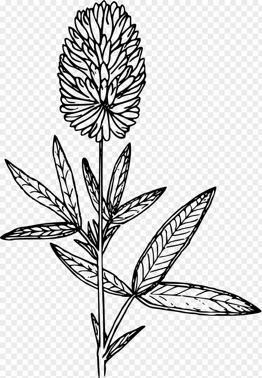 Clover Plant Stem Line Art Leaf PNG