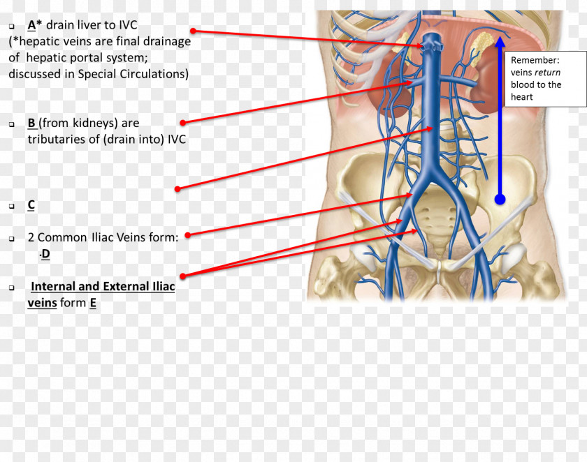 Coronary Artery Anatomy Blood Vessel Nerve Finger Jaw Neck PNG