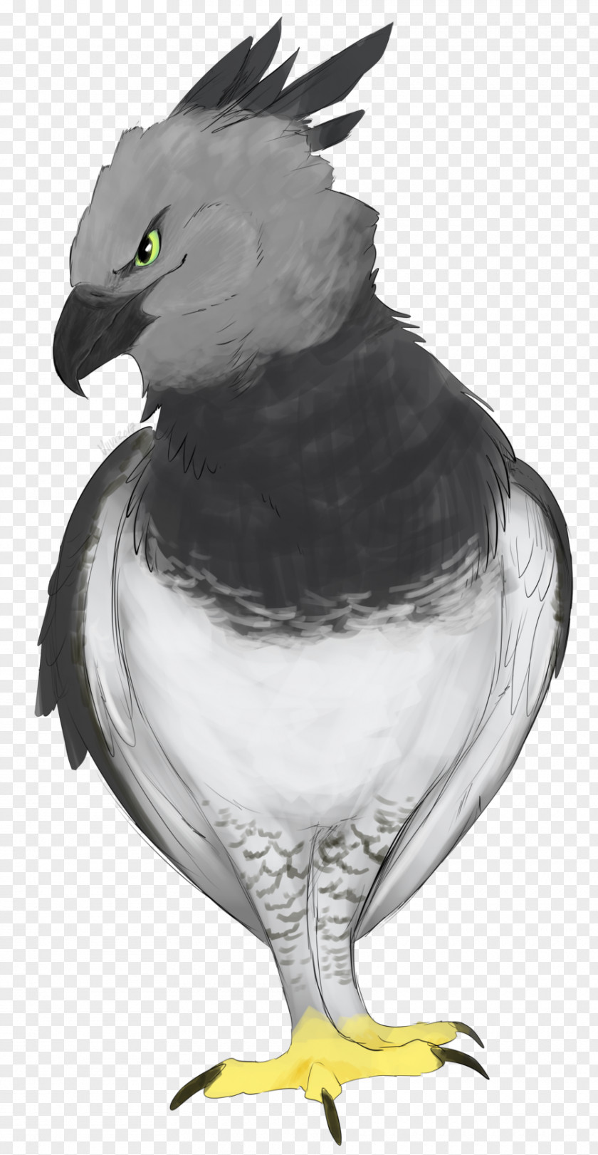 Eagle Chicken Hawk Vulture PNG