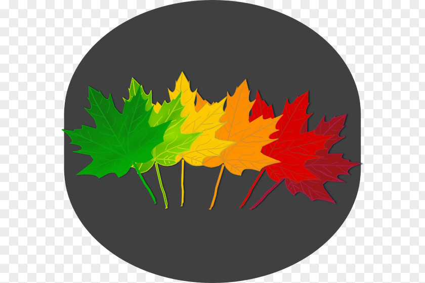 Shading Clipart Maple Leaf Tree Norway Drawing PNG