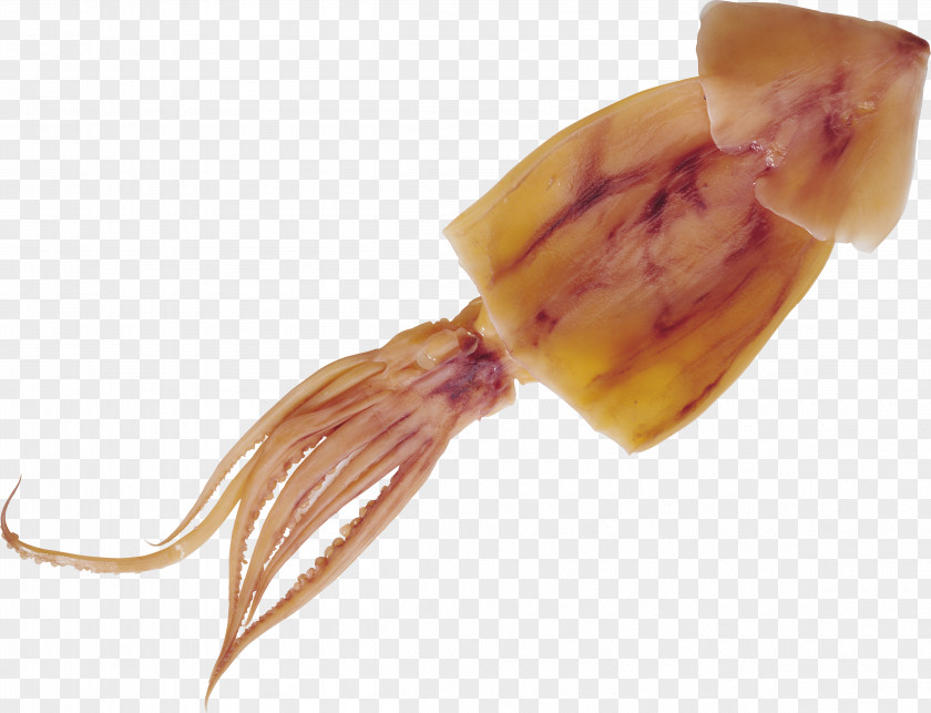 Shrimps Squid As Food Octopus Clip Art PNG