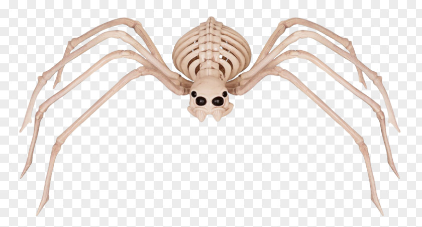 Spider Human Skeleton Bone Skull PNG