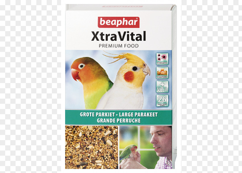 Bird Cockatiel Food Parakeet Atlantic Canary PNG