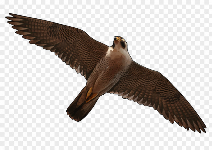 Bird Flight Heron Buzzard Falcon PNG