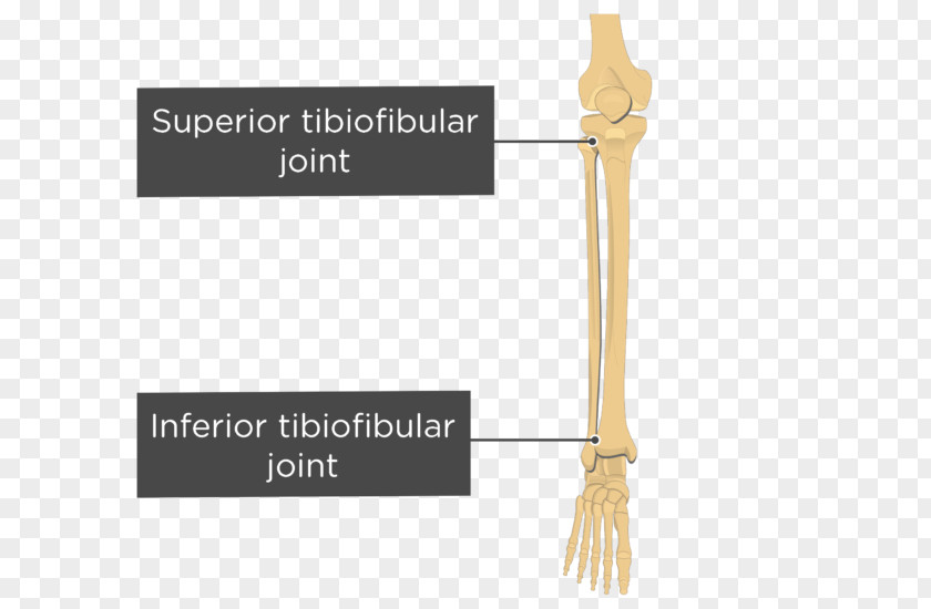 Inferior Tibiofibular Joint Superior Tibia PNG