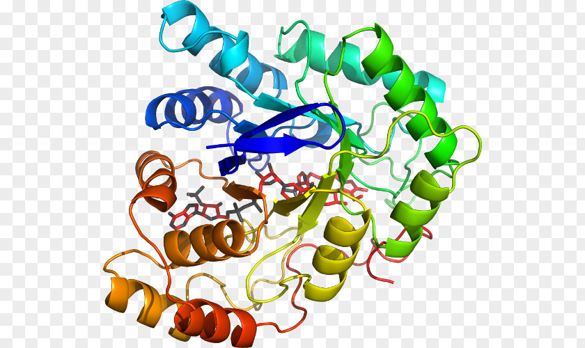 Prostaglandin D2 Custom Peptide Synthesis Amino Acid Biology Protein PNG