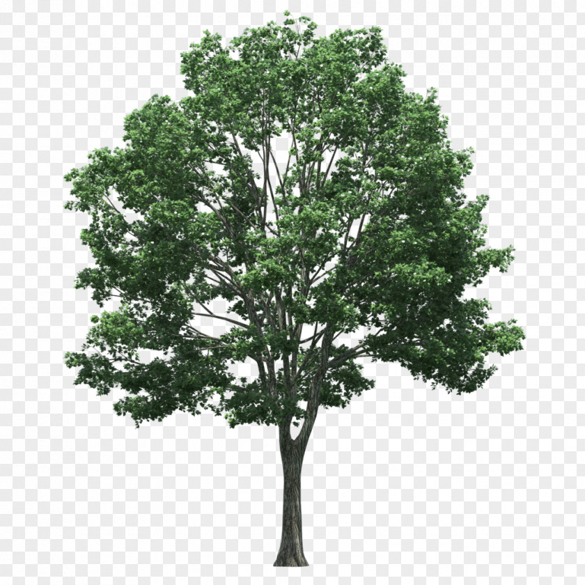 Tree Plant Populus Nigra Clip Art PNG