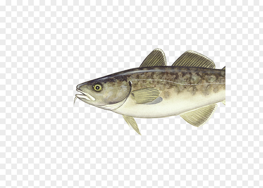 Varieties Gadus Morhua Atlantic Cod Pacific Alaska Pollock Seafood PNG