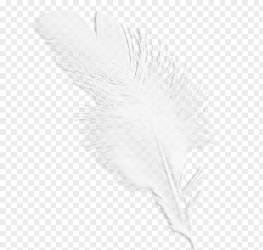 White Feathers Black And Feather Wing Pattern PNG