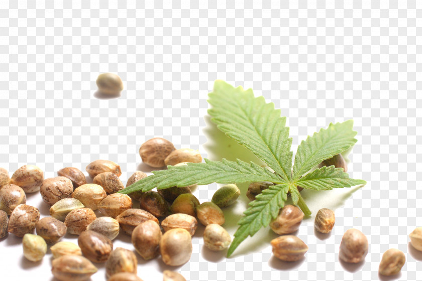 Cannabis Hemp Milk Oil Sativa PNG