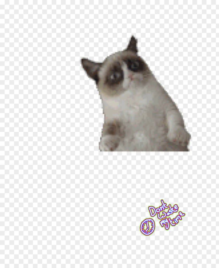 Cat Grumpy Desktop Wallpaper Kitten PNG
