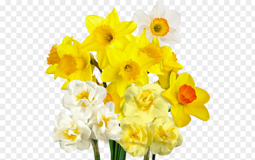 Daffodil Bulb Flower Varfell Narcissus PNG