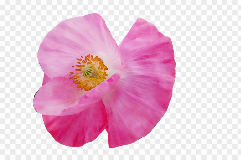 Mallows Herbaceous Plant Plants Mallow The Poppy Family PNG