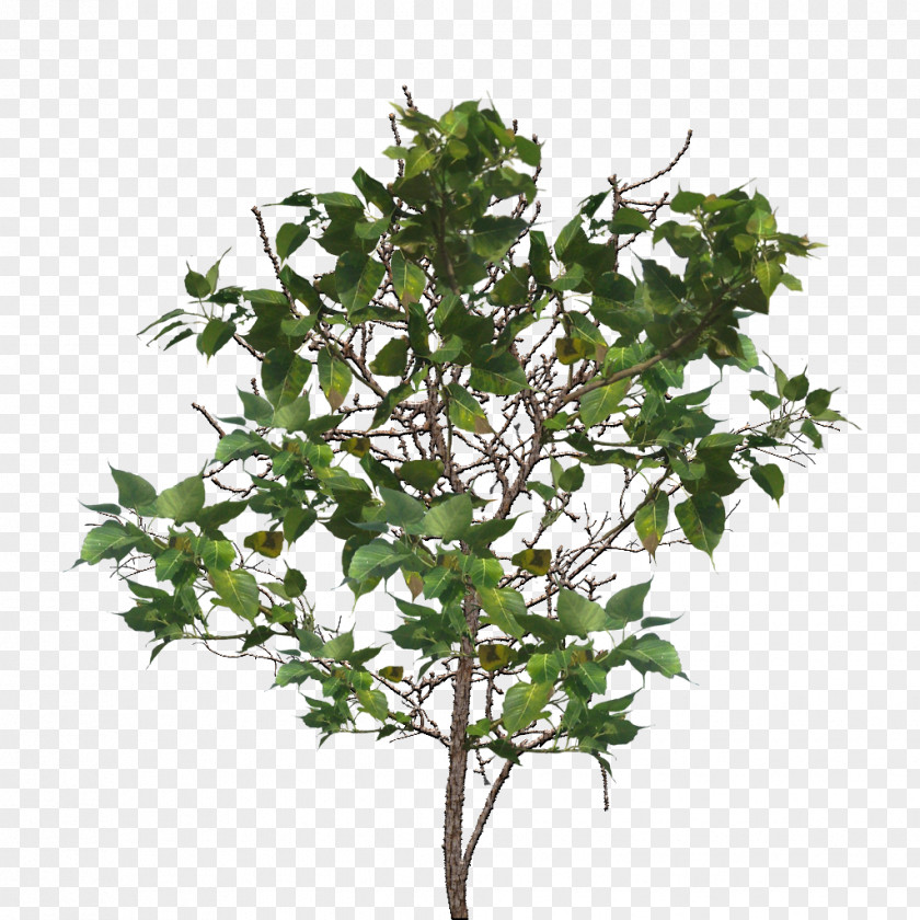 Tree Branch Image Twig PNG