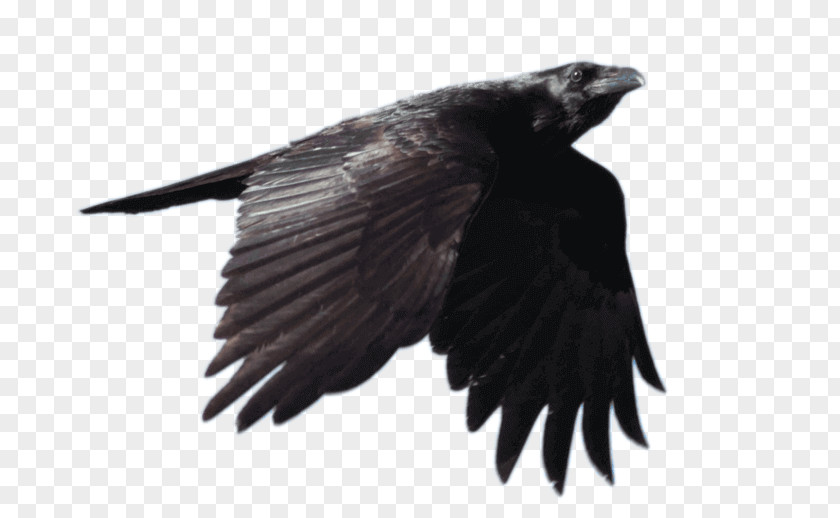 Bird Common Raven Clip Art Image PNG