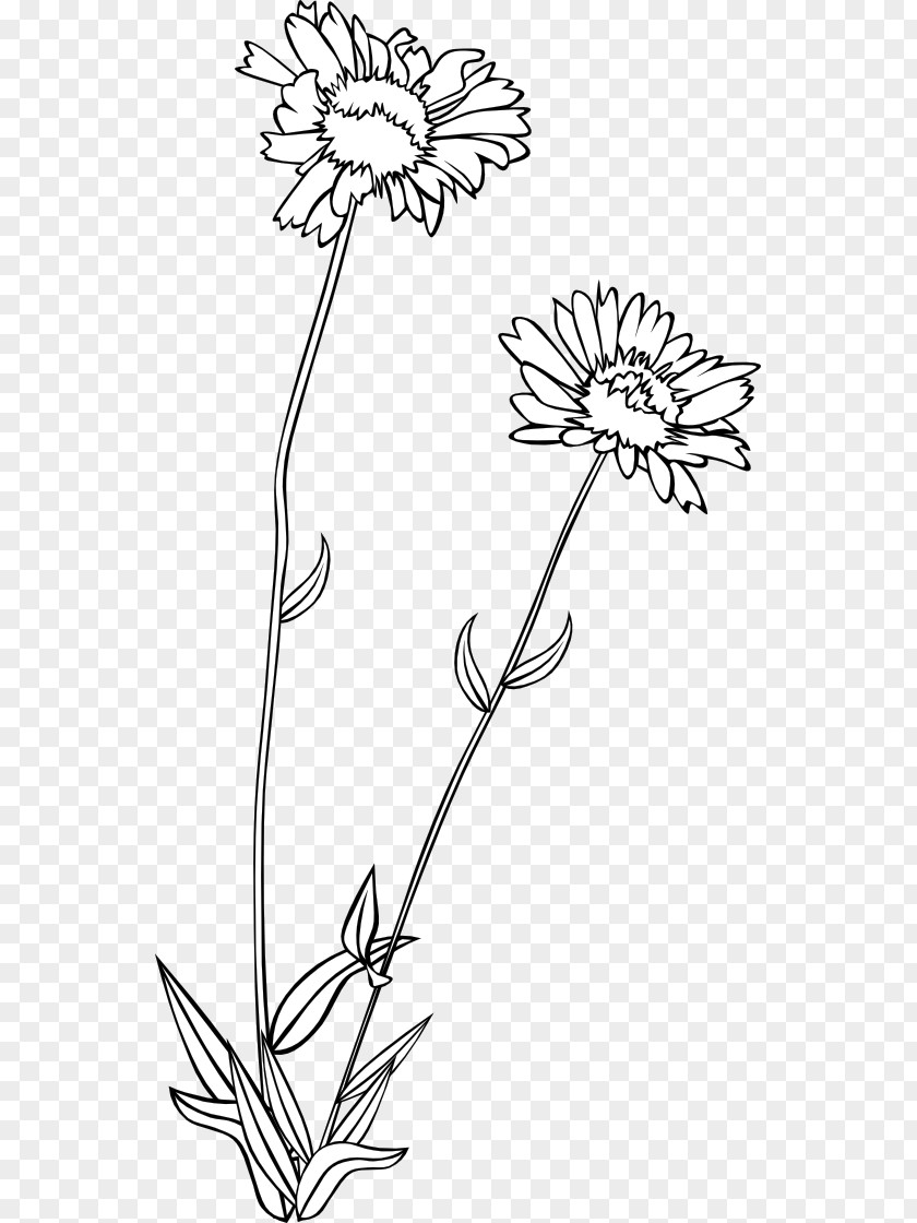 Gerald G Wildflower Drawing Clip Art PNG