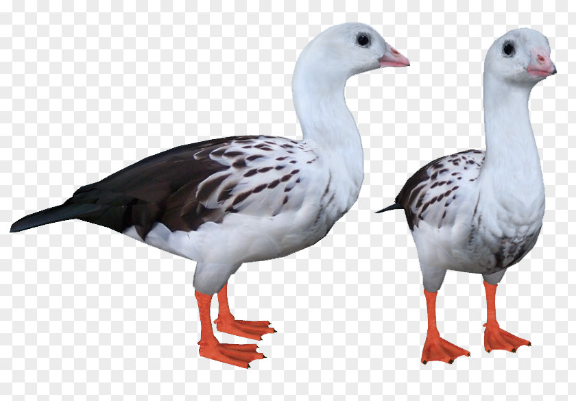 Snow Goose Duck Fauna Feather Beak PNG