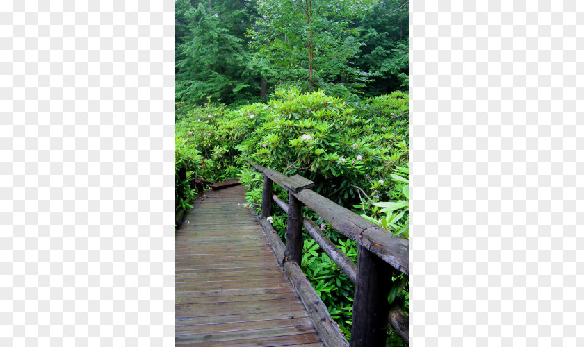 Tree Botanical Garden Nature Reserve Rainforest Vegetation PNG