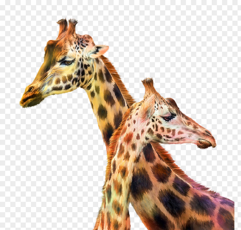 Two Giraffes Northern Giraffe Baby Painting Art Animal PNG