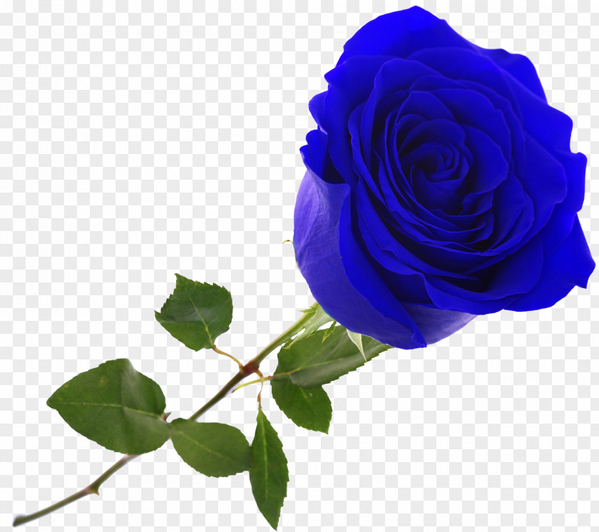 Blue Rose Revda Flower Bouquet Garden Roses Magazin Anyutiny Tsvetov I Podarkov Glazki PNG