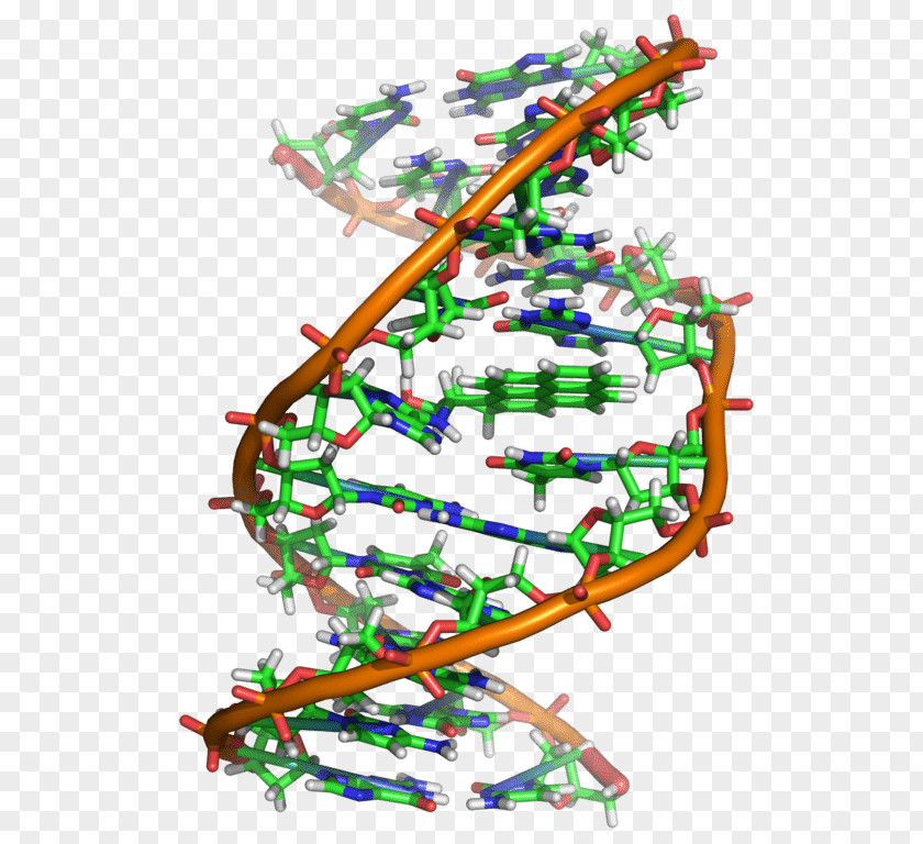 DNA-molecule DNA Nucleic Acid Structure Double Helix PNG