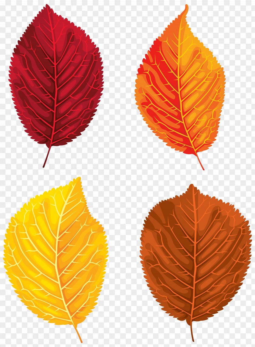 Fall Leaves Set Clipart Image Santa Claus Autumn Leaf Color Clip Art PNG