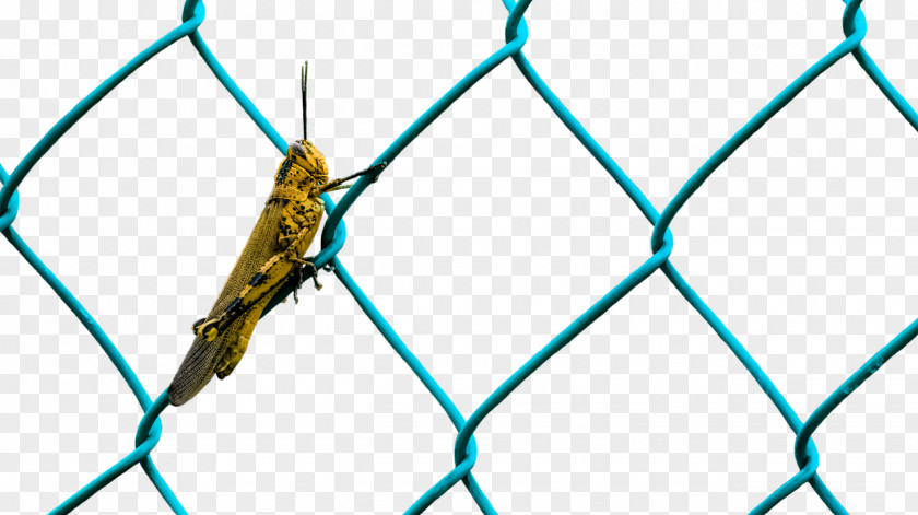 Fence Perimeter Wire Insect PNG