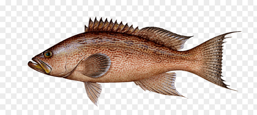 Grouper Fish Northern Red Snapper Fishing Vermilion Drum PNG