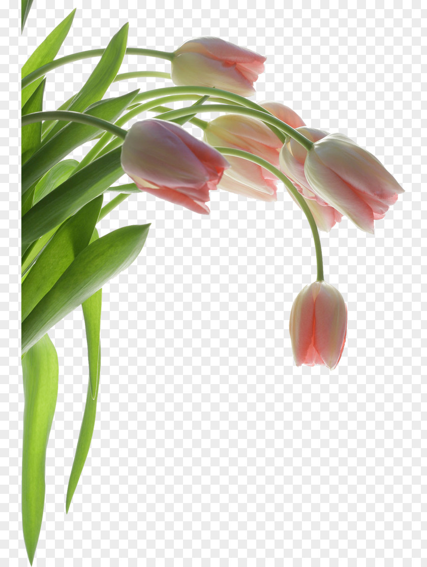 Tulip Plants Paper Wall Flower Wallpaper PNG