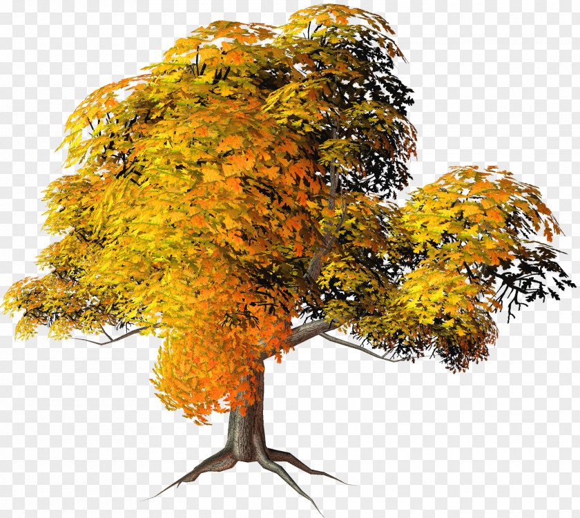 Large Yellow Fall Tree Clipart Autumn Clip Art PNG