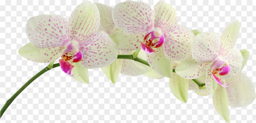 Orchids Desktop Wallpaper Display Resolution Singapore Orchid 1080p PNG