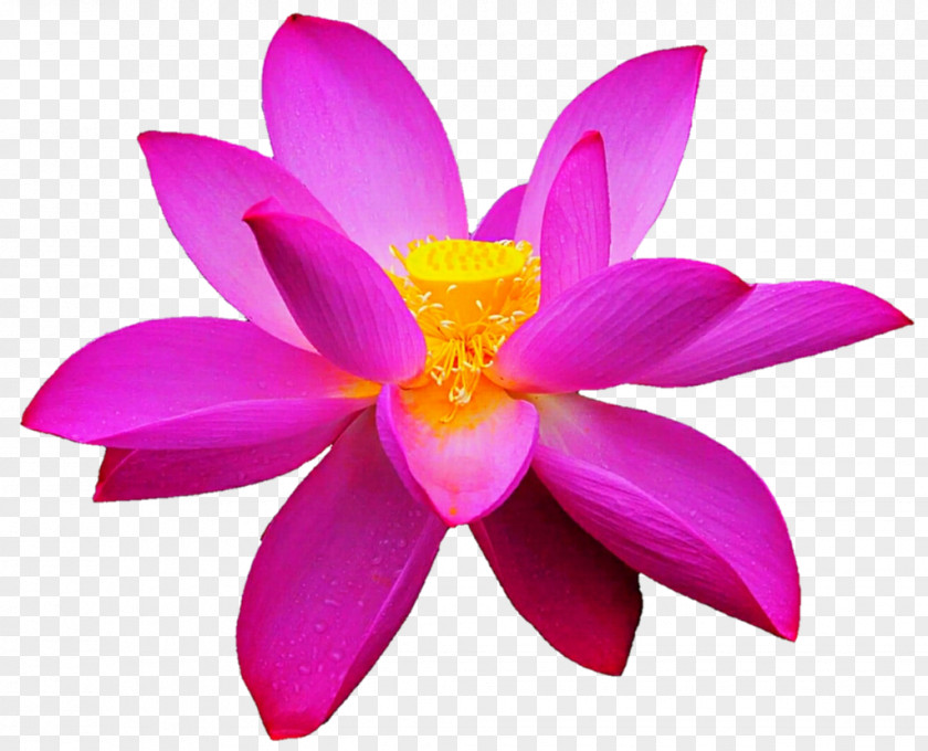 Pink Lotus In Full Bloom Nelumbo Nucifera Proteales Aquatic Plants Petal Magenta PNG