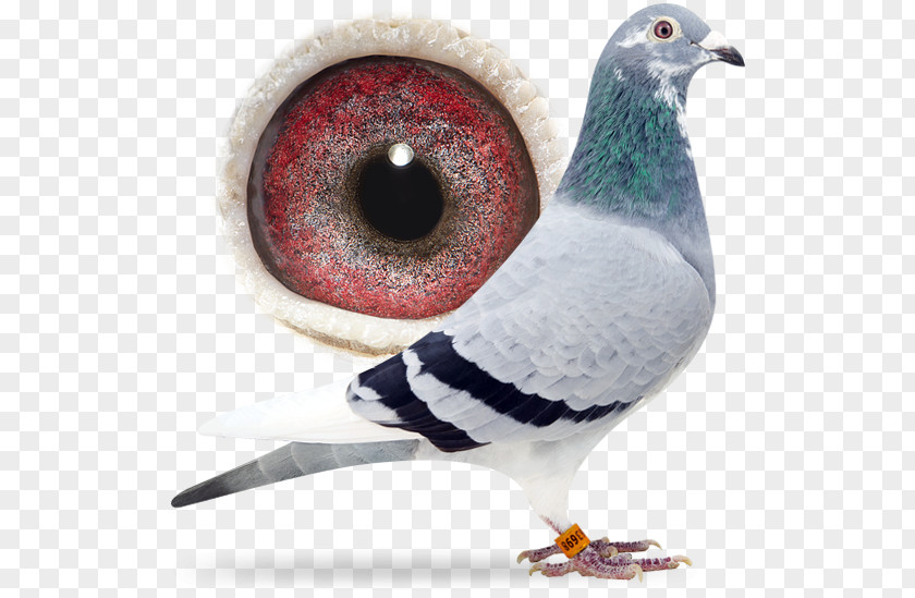 Android Columbidae Island Delta Racing Homer Belgium PNG