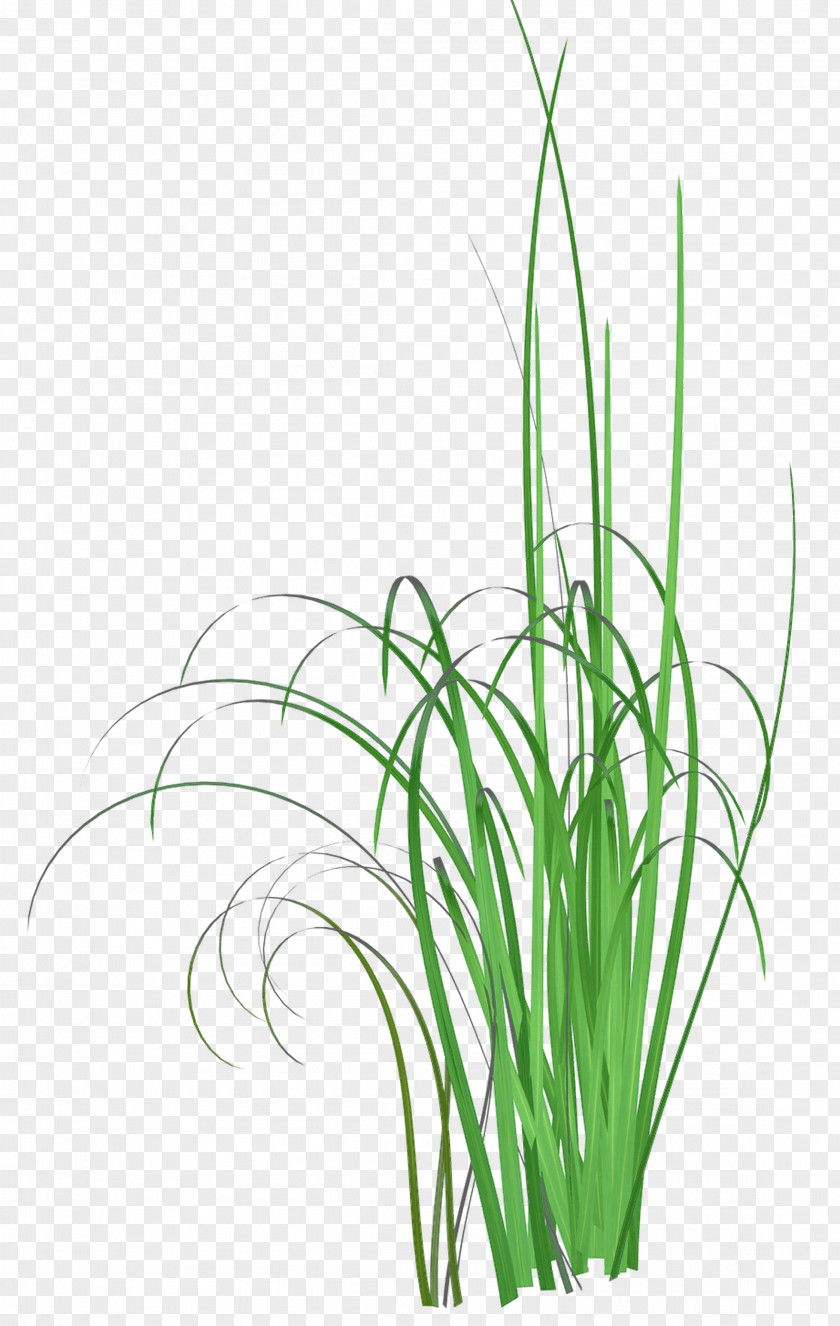 Grass Common Reed Herbaceous Plant Clip Art PNG