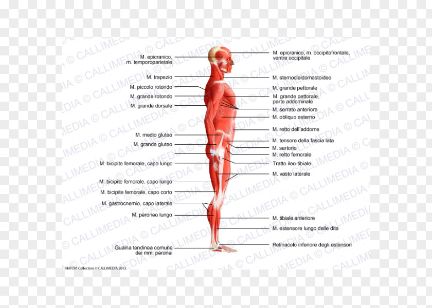 Korean Homo Sapiens Human Body Trapezius Muscle Muscular System PNG